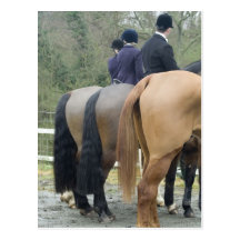 Postal del caballo