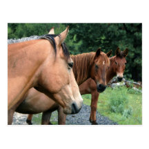 Postal del caballo