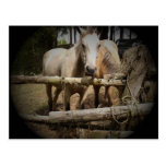 Postal del CABALLO 1
