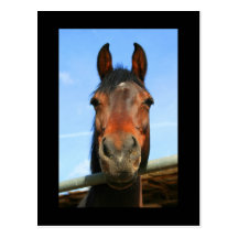Postal del caballo de Brown oscuro