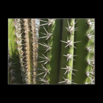 Postal del cactus de barril tarjetas postales