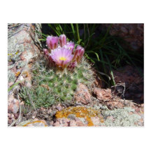 Postal del cactus de erizo de Colorado