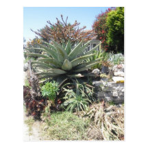 Postal del cactus de Vera del áloe