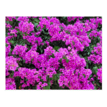 Postal del calendario del Bougainvillea 2012