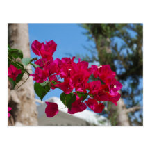 Postal del calendario del Bougainvillea 2012