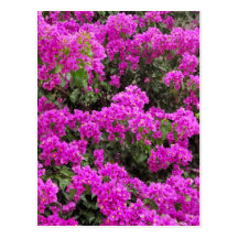 Postal del calendario del Bougainvillea 2012