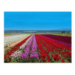 Postal del campo de flor