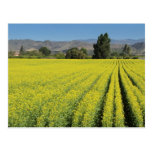 Postal del campo de flores