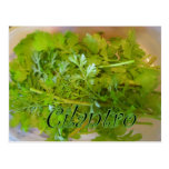 postal del cilantro