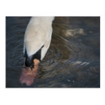 Postal del cisne