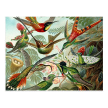 Postal del colibrí