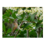 Postal del colibrí de Allen
