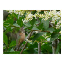 Postal del colibrí de Allen