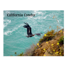 Postal del cóndor de California
