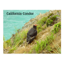 Postal del cóndor de California