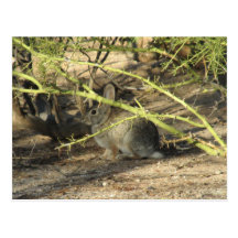 Postal del conejo de conejo de rabo blanco