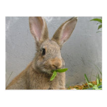 Postal del conejo de conejo de rabo blanco