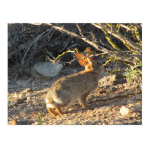 Postal del conejo de conejo de rabo blanco del des