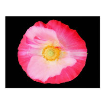 Postal del ~ de la amapola 90