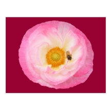 Postal del ~ de la amapola y de la abeja