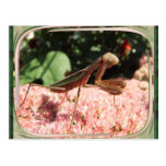 Postal del ~ de la mantis religiosa 64