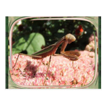 Postal del ~ de la mantis religiosa 64