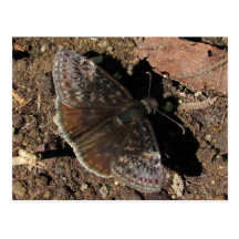 Postal del ~ de la mariposa de Duskywing