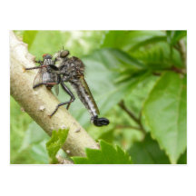Postal del ~ de la mosca de ladrón w/Snack