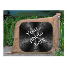 Postal del ~ de la plantilla del gato
