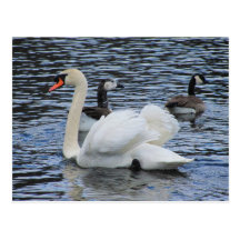 Postal del ~ de las aves del agua