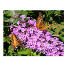 Postal del ~ de los compinches de la mariposa