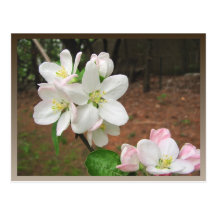 Postal del ~ de los flores de Apple