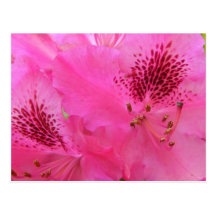 Postal del ~ de Rhody