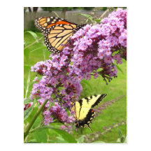 Postal del ~ de Twofer de la mariposa