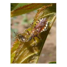 Postal del ~ del insecto de asesino