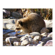 Postal del ~ del mapache del invierno