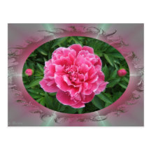 Postal del ~ del Peony w/buds