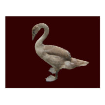 Postal del ~ del pollo del cisne