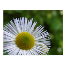 Postal del ~ del Wildflower 3