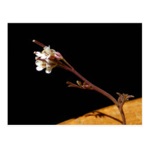 Postal del ~ del Wildflower 33
