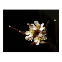 Postal del ~ del Wildflower 41