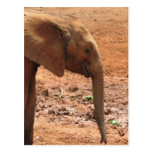 Postal del elefante africano