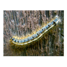 Postal del este de Caterpillar de tienda