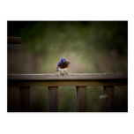 Postal del este del Bluebird
