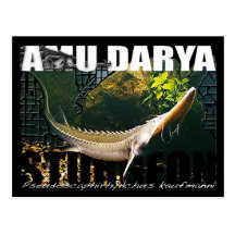 Postal del esturión de Amu Darya
