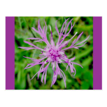 Postal del flor del cardo
