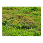 Postal del fondo de la selva tropical