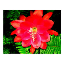 Postal (del fucsia exótico)