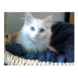 Postal del gatito del amor de Albi