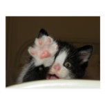 Postal del gatito del "HI"